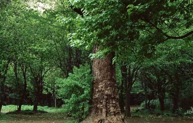樹木茂盛的意思是什么意思