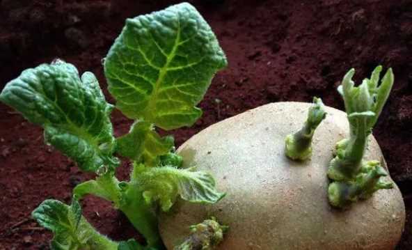 發(fā)芽的土豆可以吃有沒有毒,發(fā)了芽的土豆吃了有什么危害圖3