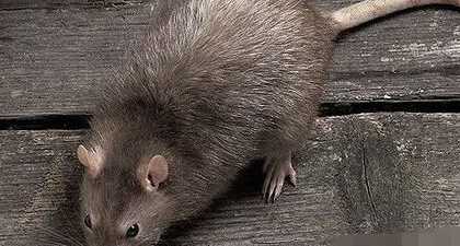 風油精如何驅(qū)趕老鼠,老鼠聞到風油精味多久能跑貓頭鷹捕鼠圖1