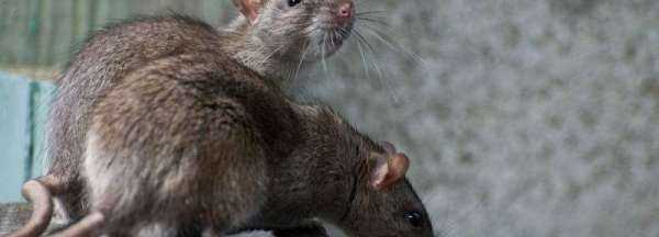 風油精如何驅(qū)趕老鼠,老鼠聞到風油精味多久能跑貓頭鷹捕鼠圖4