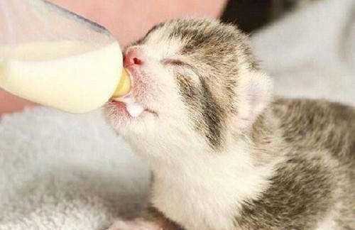 梭子蟹和桃子能一起吃嗎，貓不能吃的食物有哪些？圖3