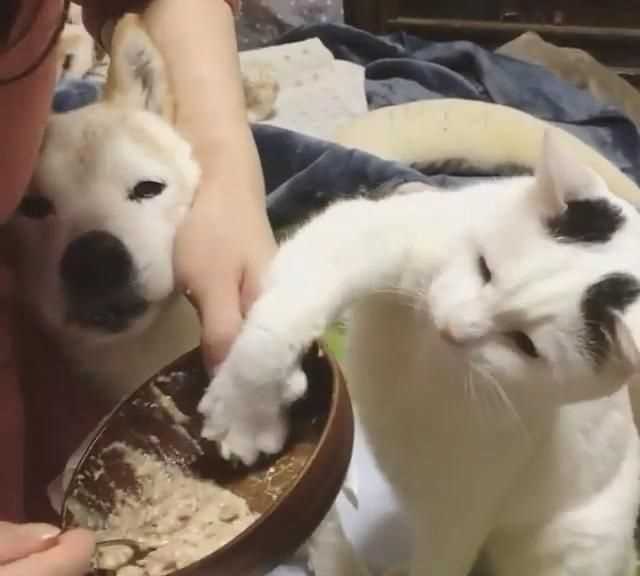 梭子蟹和桃子能一起吃嗎，貓不能吃的食物有哪些？圖4