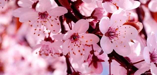 粉色分類，粉色分類及顏色示意圖？圖14