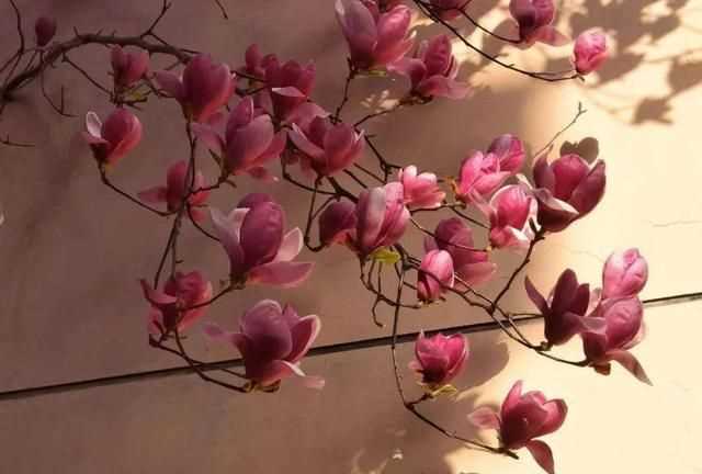 粉色分類，粉色分類及顏色示意圖？圖18