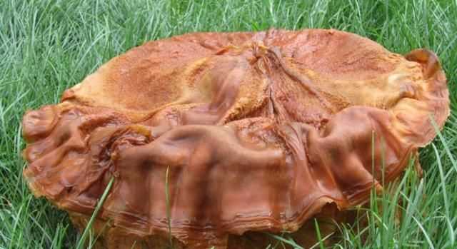 太歲是動物還是植物，“太歲”究竟是動物還是植物？圖3