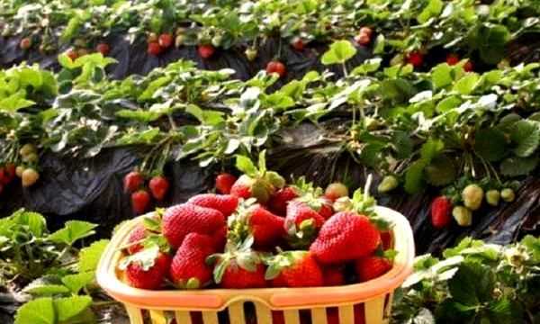 草莓紅了后多久才能吃,草莓變紅了之后有一點點發(fā)黃是什么事情圖3