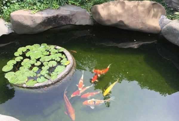 水變綠最快處理方法,水變綠最快處理方法是什么原理圖2