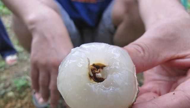 吃了荔枝蟲(chóng)子有害嗎