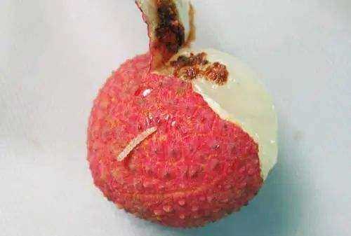 吃了荔枝里的蟲(chóng)子怎么辦,荔枝里的蟲(chóng)子吃到肚子里怎么辦圖4