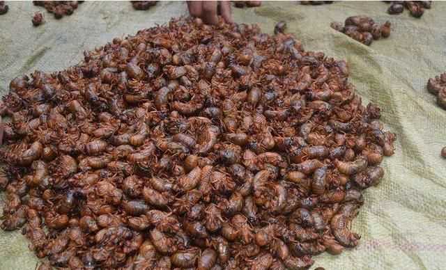 哺乳期能吃爬蚱嗎,寶寶五個(gè)月哺乳期寶媽可以吃螞蚱吧 - 百度寶寶知道