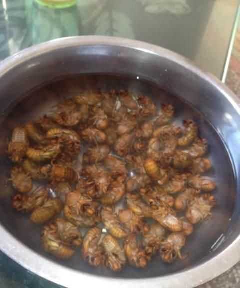 哺乳期能吃爬蚱嗎,寶寶五個(gè)月哺乳期寶媽可以吃螞蚱吧 - 百度寶寶知道