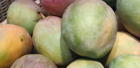 熟芒果能放冰箱,芒果熟了可以放冰箱嗎圖2