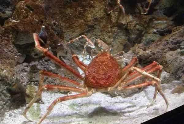 無(wú)腸公子指的是哪種動(dòng)物的別稱(chēng)