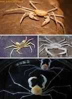 無(wú)腸公子是哪種動(dòng)物的別稱(chēng)