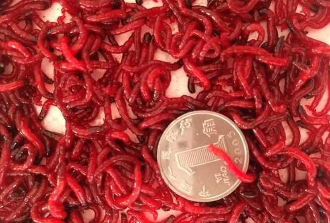 紅蟲怎么放能保存時(shí)間長些