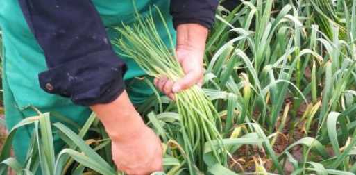 蒜苔怎么抽不斷,怎樣抽蒜苔不會斷視頻圖2