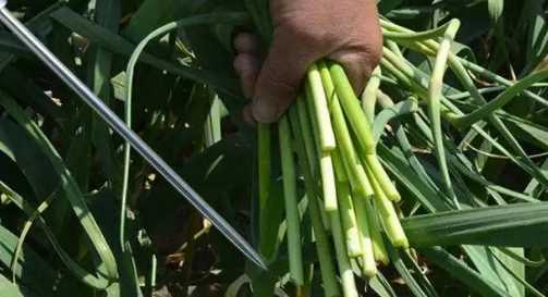 蒜苔怎么抽不斷,怎樣抽蒜苔不會斷視頻圖3