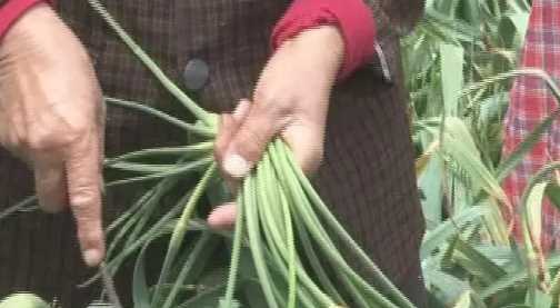 蒜苔怎么抽不斷,怎樣抽蒜苔不會斷視頻圖4