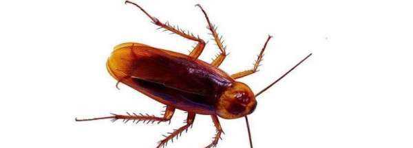 蟑螂為什么會(huì)飛,蟑螂為什么會(huì)飛圖1