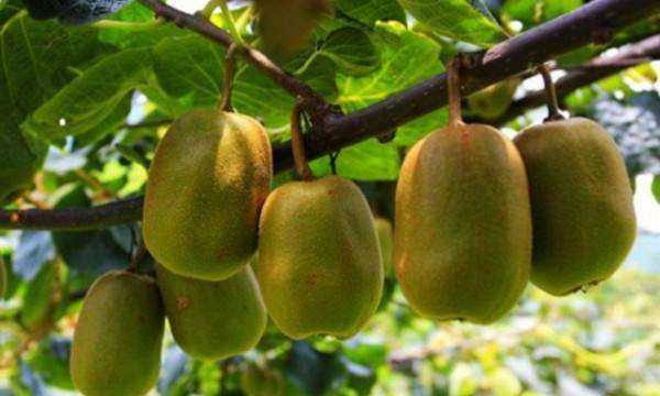 獼猴桃怎么催熟快一點,獼猴桃怎么催熟最簡單的方法圖3