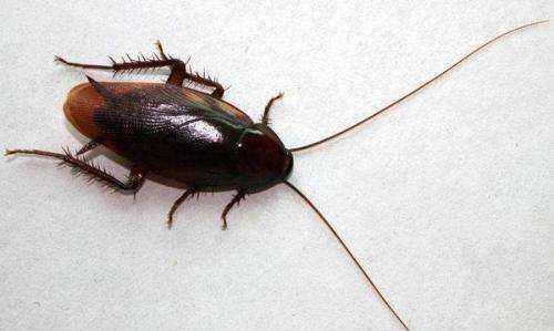 蟑螂為什么會(huì)飛,蟑螂為什么會(huì)飛圖2