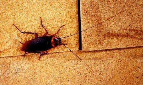 蟑螂為什么會(huì)飛,蟑螂為什么會(huì)飛圖4