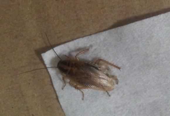 為什么蟑螂有的會(huì)飛有的不會(huì)