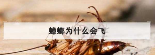 蟑螂為什么會(huì)飛,蟑螂為什么會(huì)飛圖6