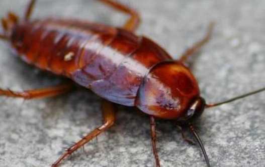 蟑螂為什么會(huì)飛,蟑螂為什么會(huì)飛圖7