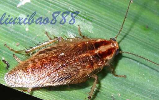 蟑螂為什么會(huì)飛,蟑螂為什么會(huì)飛圖9