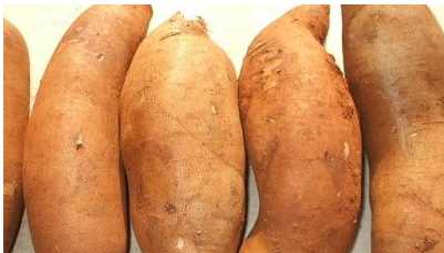 雪蓮果的保存方法，到底怎么樣保存最好呢