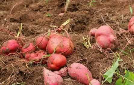 雪蓮果皮可以吃嗎，雪蓮果干上的白色粉末是什么東西？圖3