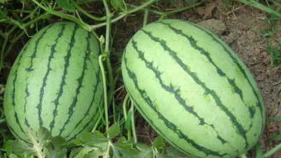 西瓜存放時(shí)間是多長(zhǎng),西瓜能放多久,沒(méi)打開(kāi)的圖1