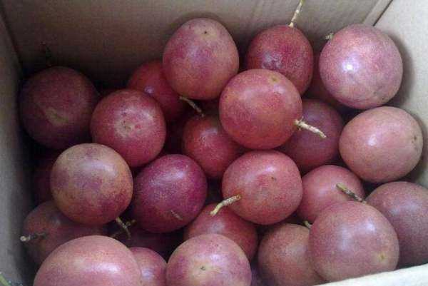 吃百香果的好處是什么,百香果的功效有什么好處圖4