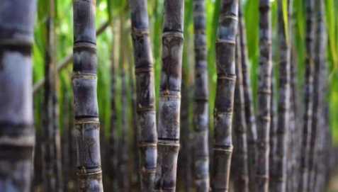 甘蔗能吃多少,一天吃幾根甘蔗合適圖1