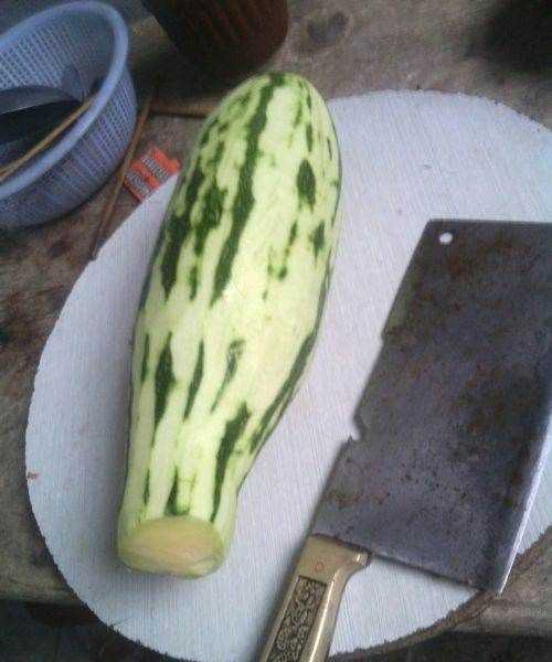 炒北瓜怎么做好吃,炒北瓜怎么做好吃法大全圖4