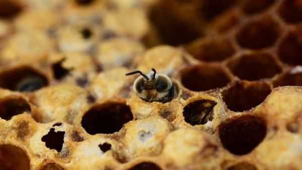 近距離分蜂的最佳方法,蜜蜂怎樣分蜂才不會(huì)跑?圖2