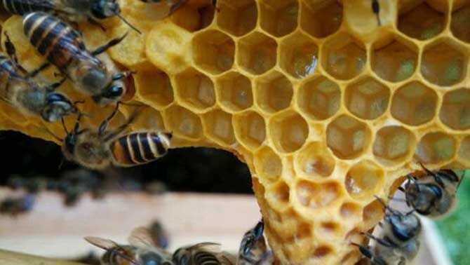 中蜂分蜂要不要提前一天分然后再介入產(chǎn)卵王