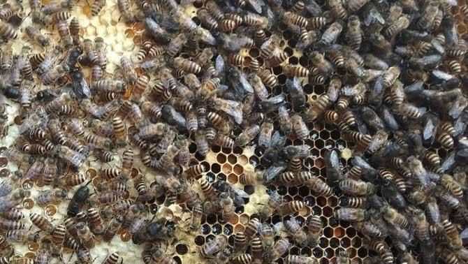 蜜蜂怎樣人工分箱