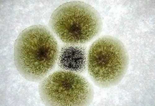 橘子上的霉斑屬于生物，判斷的依據(jù)是什么