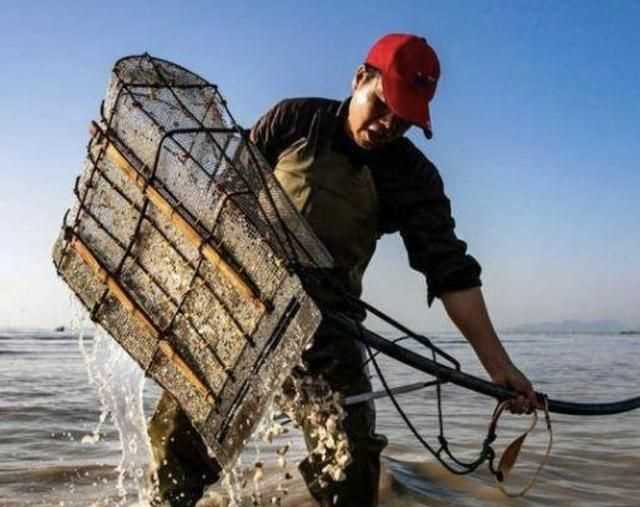 花蛤放清水里能活多久，文蛤離開水能活多久？圖6