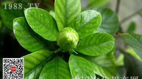 殺螨靈是什么農藥