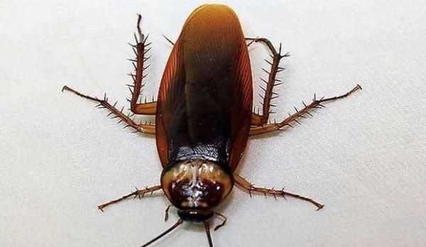 大蟑螂和小蟑螂的區(qū)別，水蟑螂和蟑螂的區(qū)別？圖1