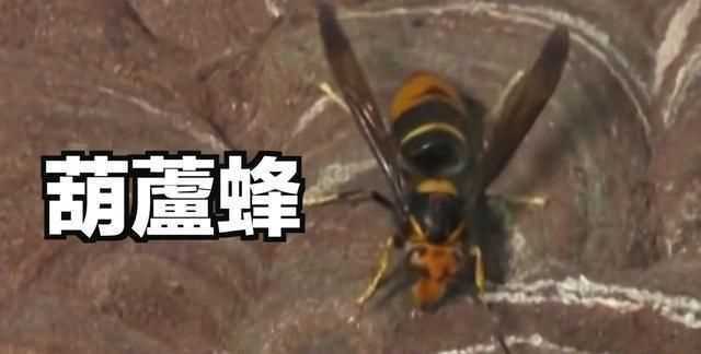 被蜜蜂蟄了找不到蜂針也沒(méi)有傷口