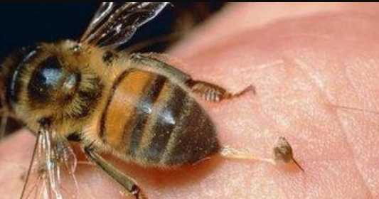 怎么判斷蜂針在不在,怎么判斷蜂針在不在圖4