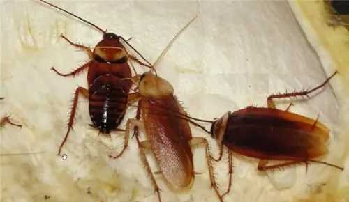 蟑螂害怕什么氣味,蟑螂怕什么氣味和東西圖1