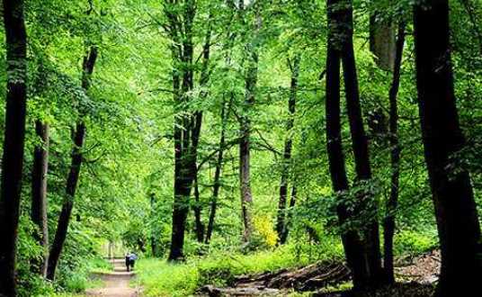 森林防火嚴(yán)戒期是什么時(shí)候,森林防火嚴(yán)戒期是什么時(shí)候開(kāi)始圖3