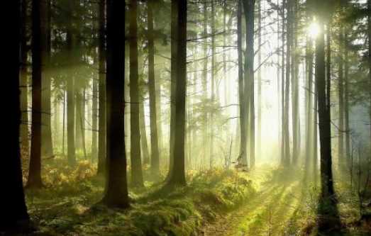 森林防火嚴(yán)戒期是什么時(shí)候,森林防火嚴(yán)戒期是什么時(shí)候開(kāi)始圖4