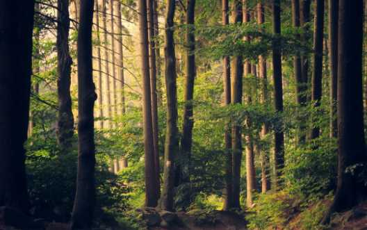 森林防火嚴(yán)戒期是什么時(shí)候,森林防火嚴(yán)戒期是什么時(shí)候開(kāi)始圖6