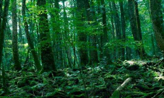 森林防火嚴(yán)戒期是什么時(shí)候,森林防火嚴(yán)戒期是什么時(shí)候開(kāi)始圖7